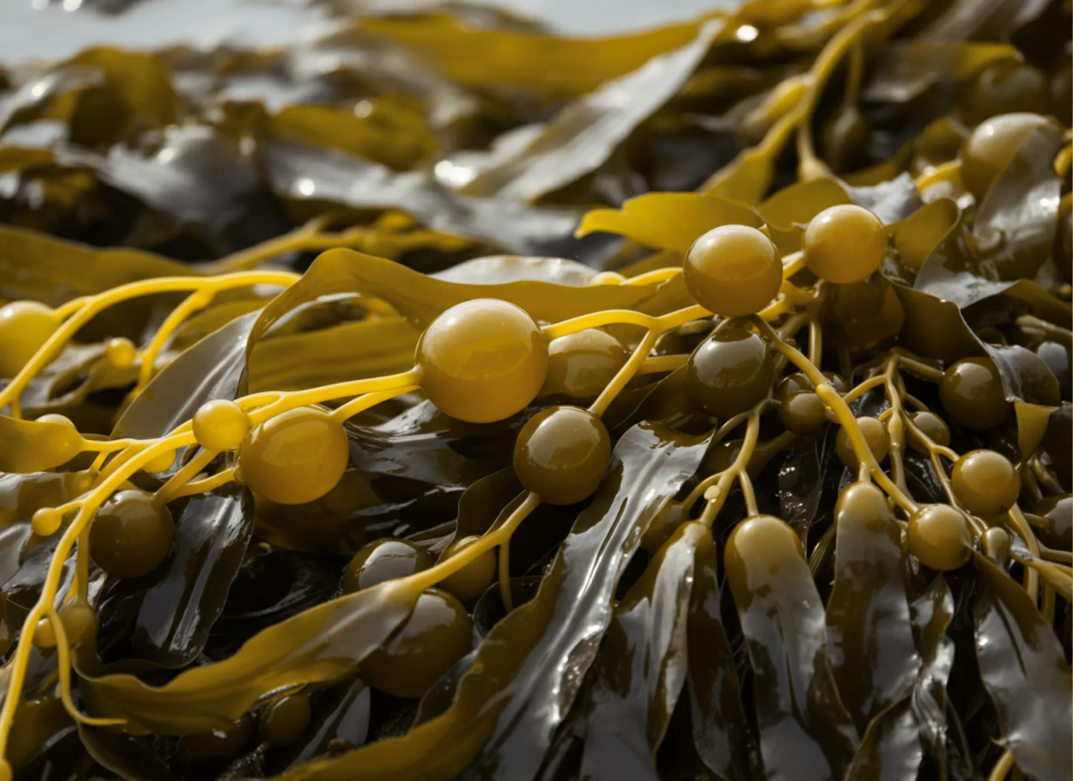 Kelp nutrient-rich seaweed